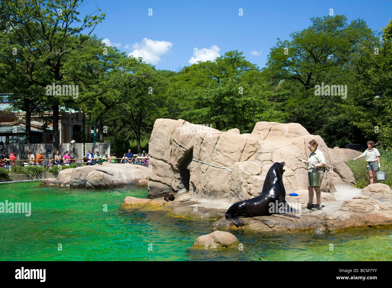 Sea Lion alimentazione, Bronx Zoo, il Bronx, New York City, Stati Uniti d'America Foto Stock