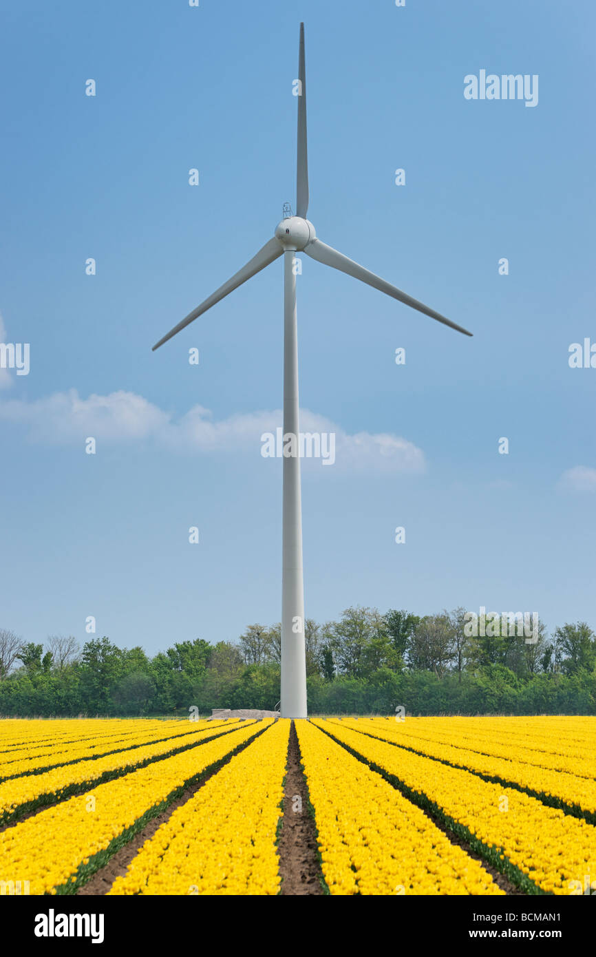 Turbina eolica e campo di tulipani in Olanda Settentrionale, Paesi Bassi. Foto Stock