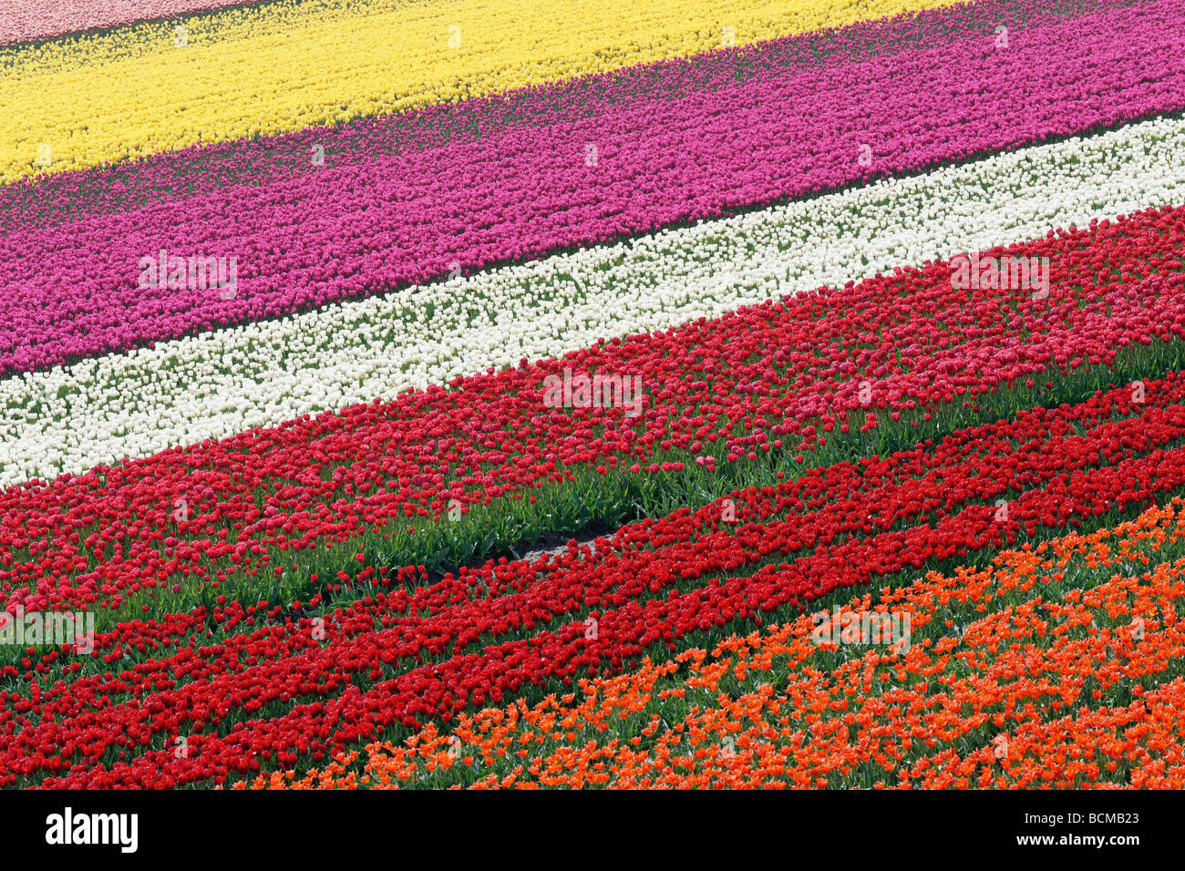 Campo di tulipani in Olanda Settentrionale, Paesi Bassi Foto Stock