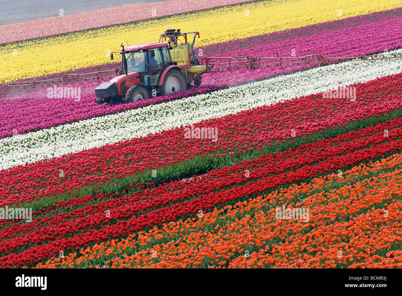 Trattore tulipani di spruzzatura in North Holland, Paesi Bassi. Foto Stock