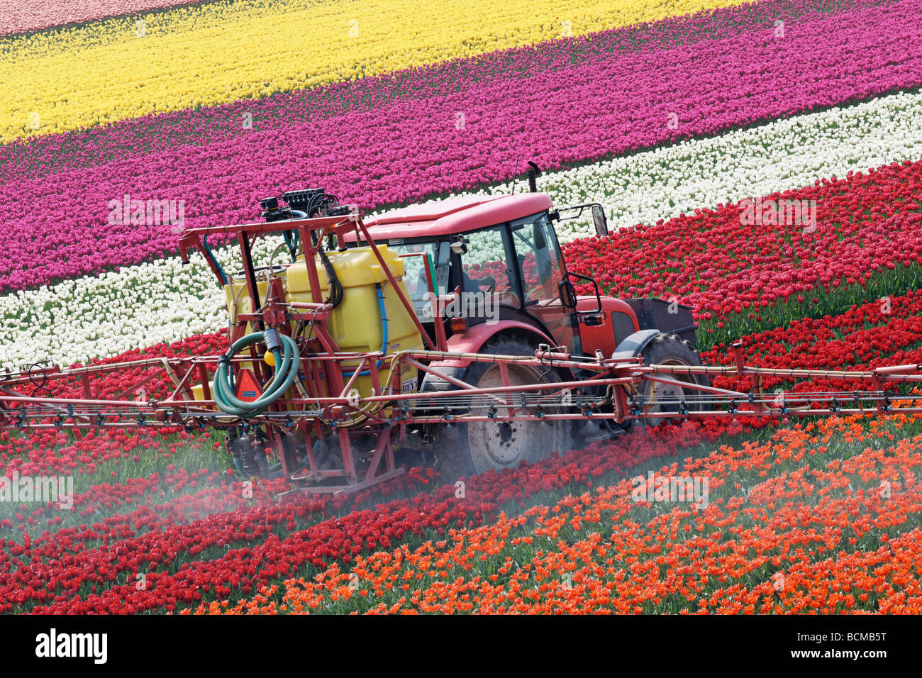 Trattore tulipani di spruzzatura in North Holland, Paesi Bassi. Foto Stock