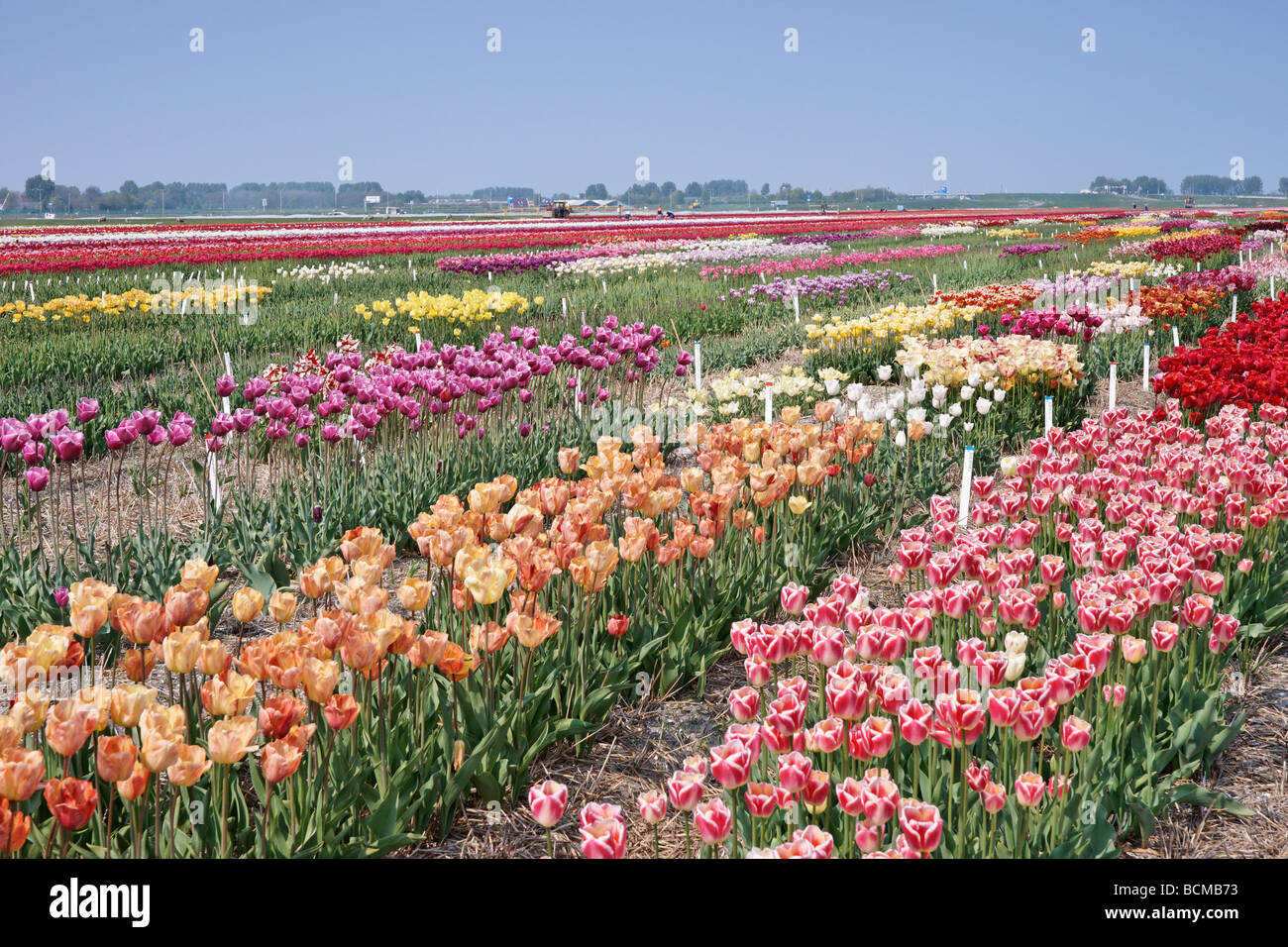 Tulip stampe di prova nei pressi di Alkmaar, North Holland, Paesi Bassi. Foto Stock