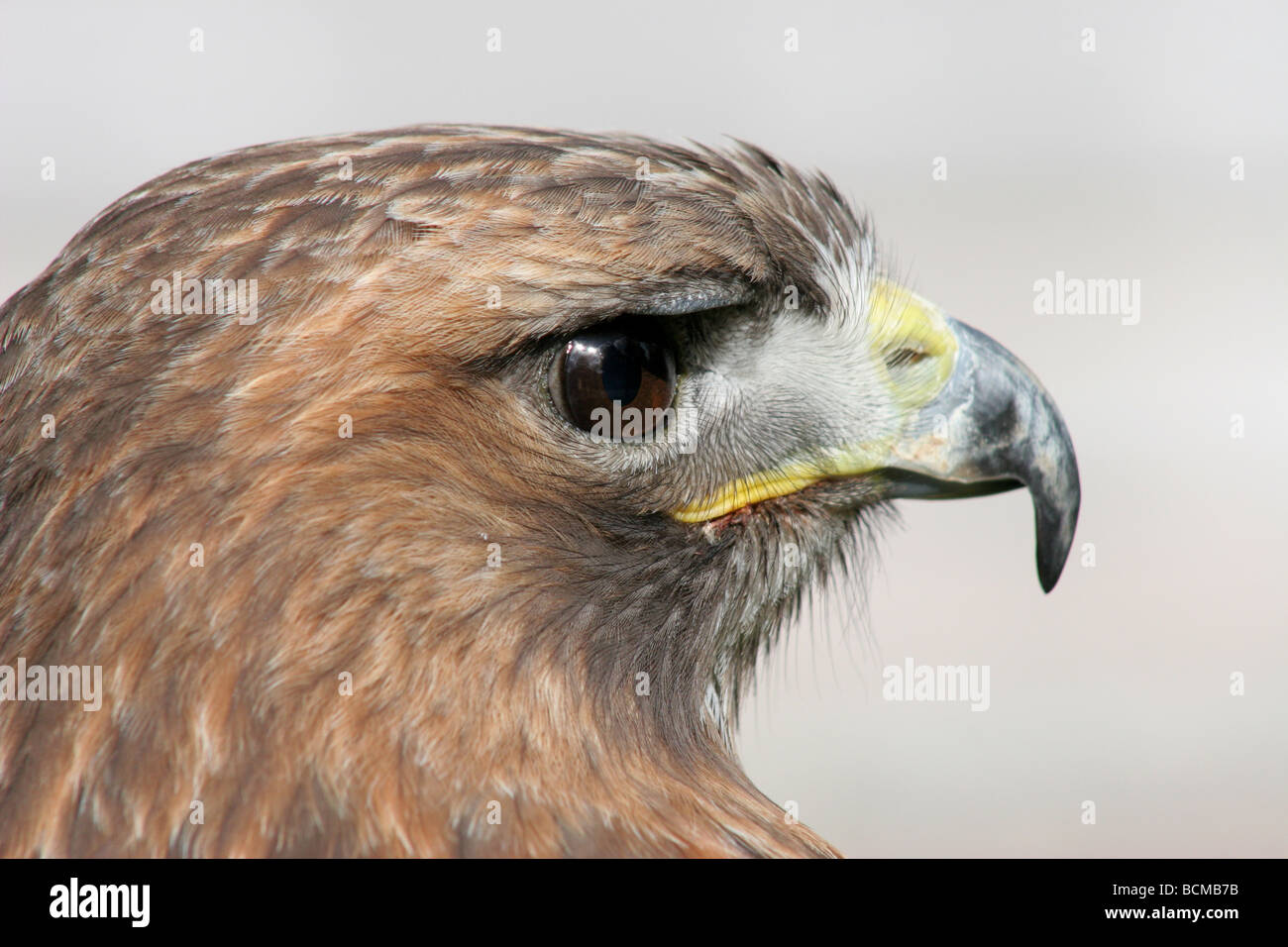 Red tailed hawk Buteo jamaicensis Foto Stock