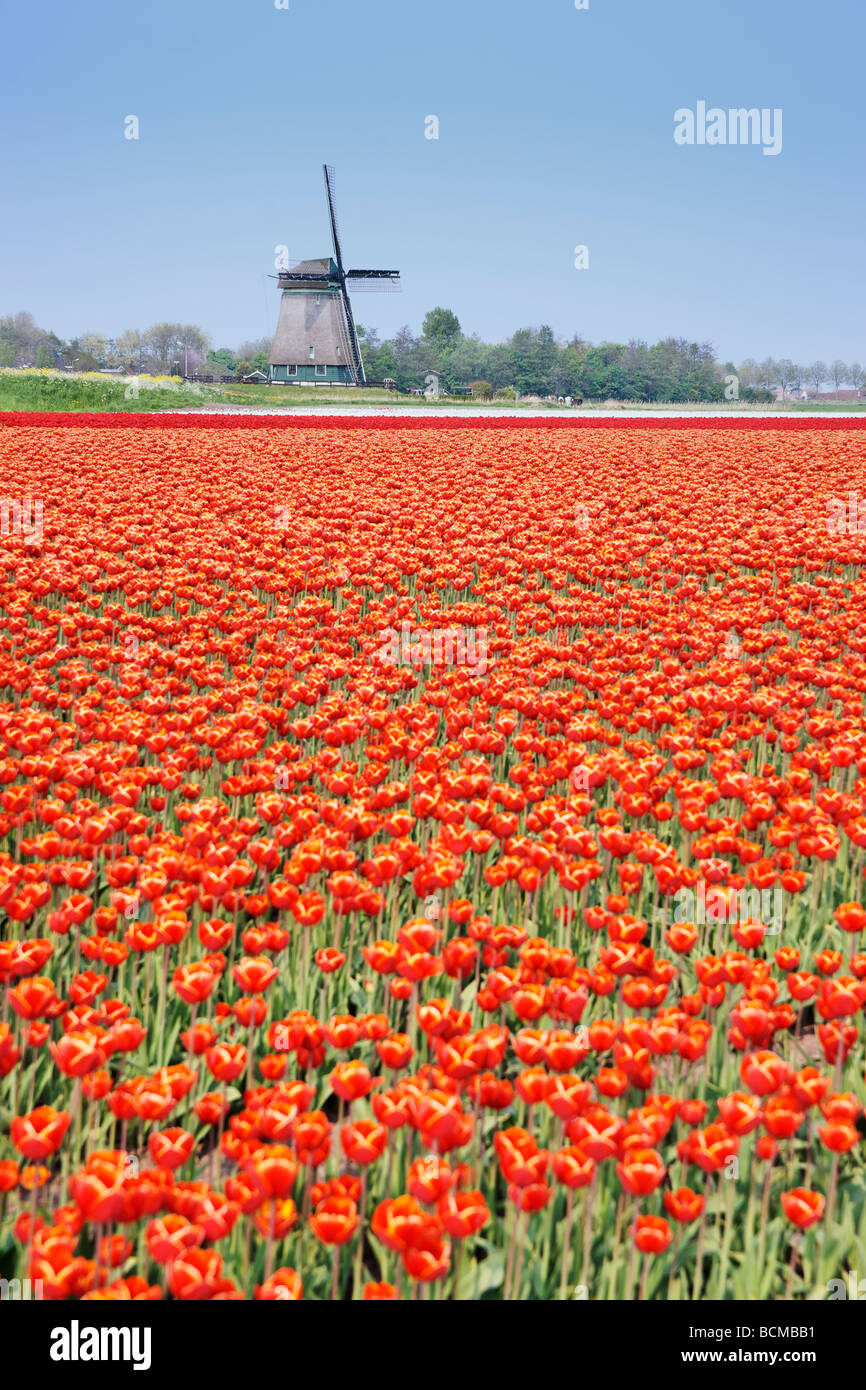 Polder Obdammermolen mulino a vento e tulipani rossi vicino a Alkmaar, North Holland, Paesi Bassi. Foto Stock