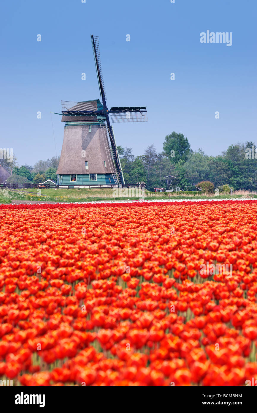 Il mulino a vento di polder e tulipani rossi vicino a Alkmaar, North Holland, Paesi Bassi. Foto Stock