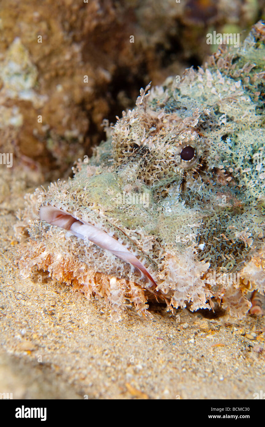 Un Tassled Scorfani attende pazientemente per un piccolo pesce di nuotare entro la sua' raggiungono prima di tentare di attaccare il pesce. Foto Stock