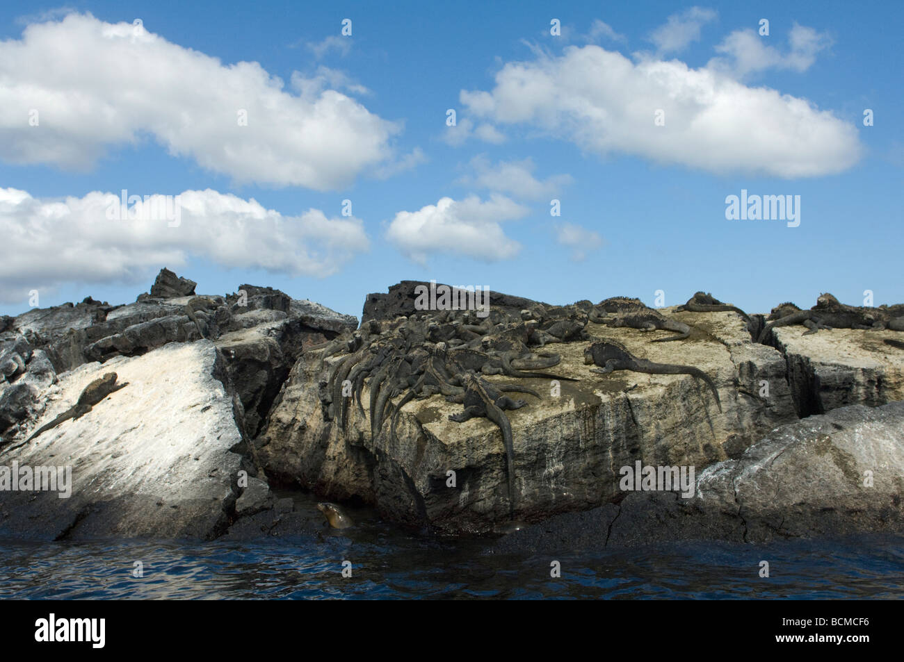 Iguana marina (Amblyrhynchus cristatus) colonia crogiolarsi sulla roccia lavica a Punta Moreno Isabela Island Ecuador Galapagos Oceano Pacifico Foto Stock