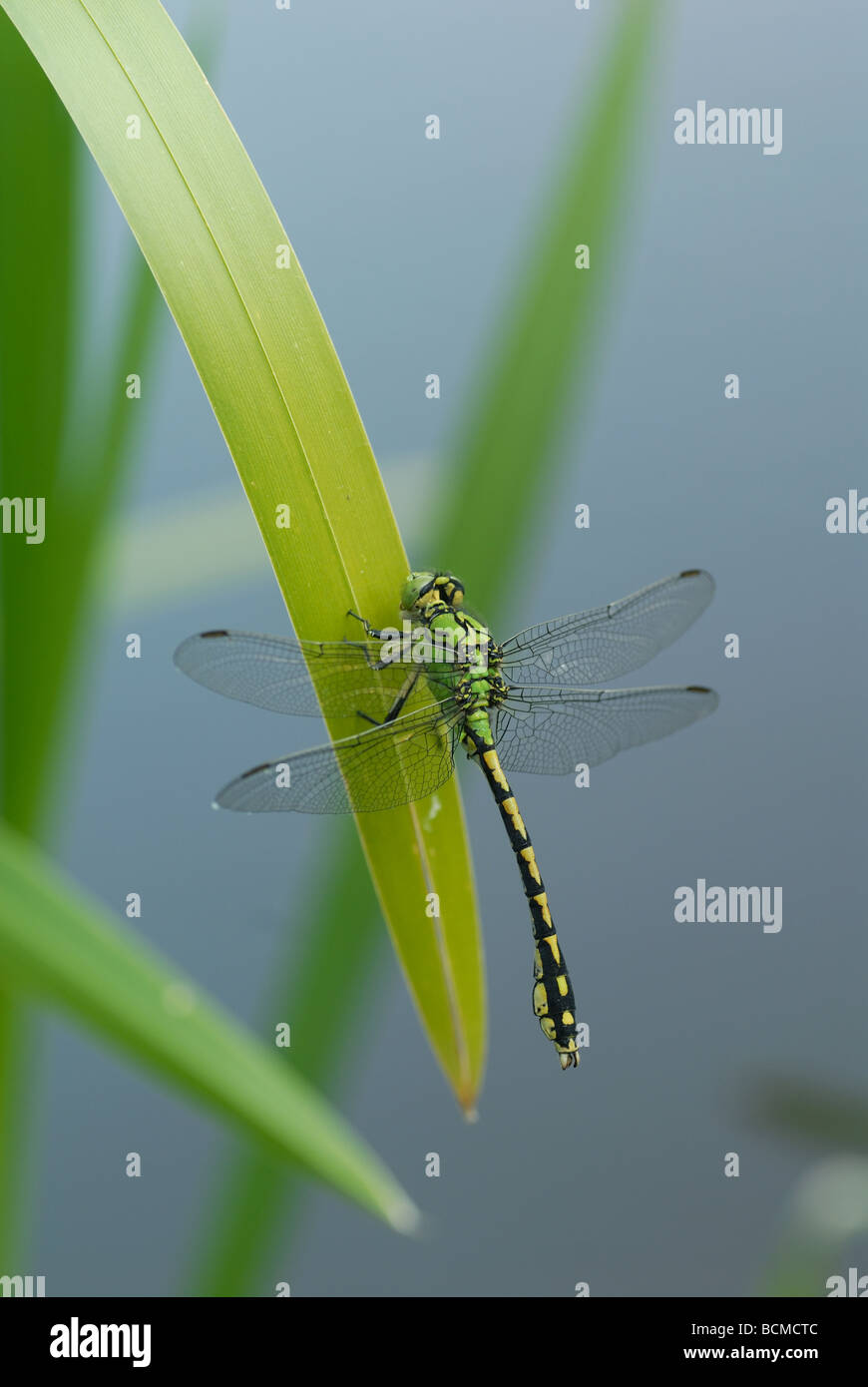 Green Club-tailed Dragonfly (Ophiogomphus cecilia) Foto Stock