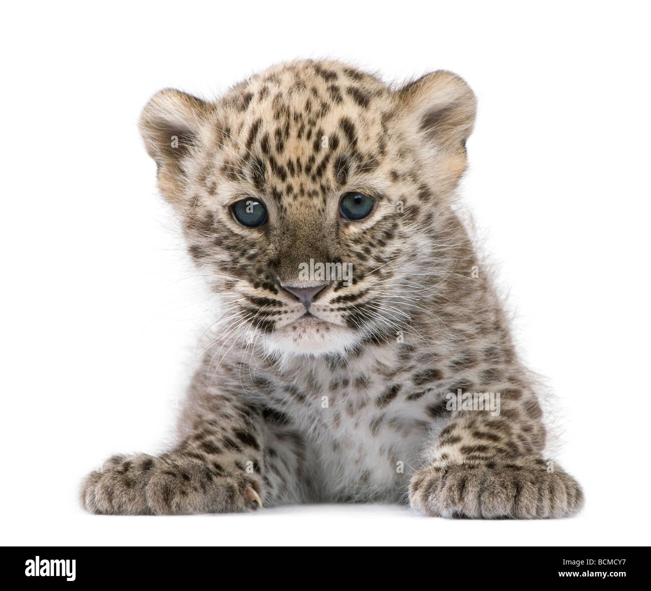 Il persiano leopard Cub, 6 settimane di età, di fronte a uno sfondo bianco, studio shot Foto Stock