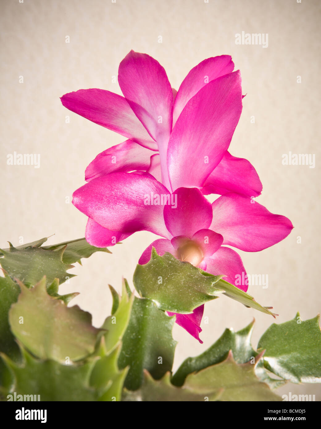 Fioritura Cactus di Natale (Schlumbergera truncata, Zygocactus truncatus) Foto Stock