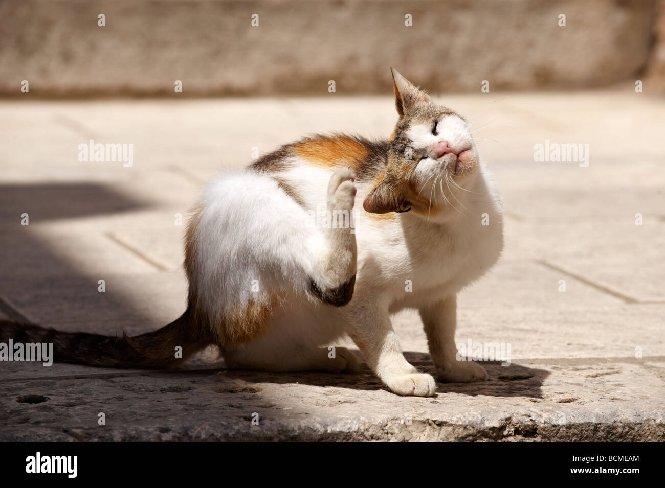 Alley Cat per le strade di Dubrovnik - Croazia Foto Stock