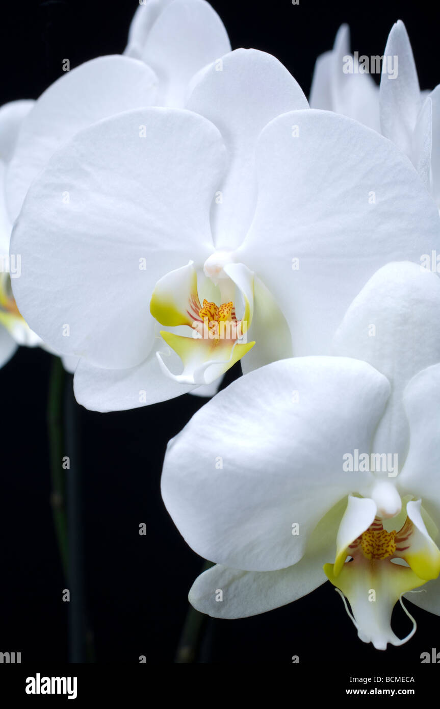 Orchidee bianche Foto Stock