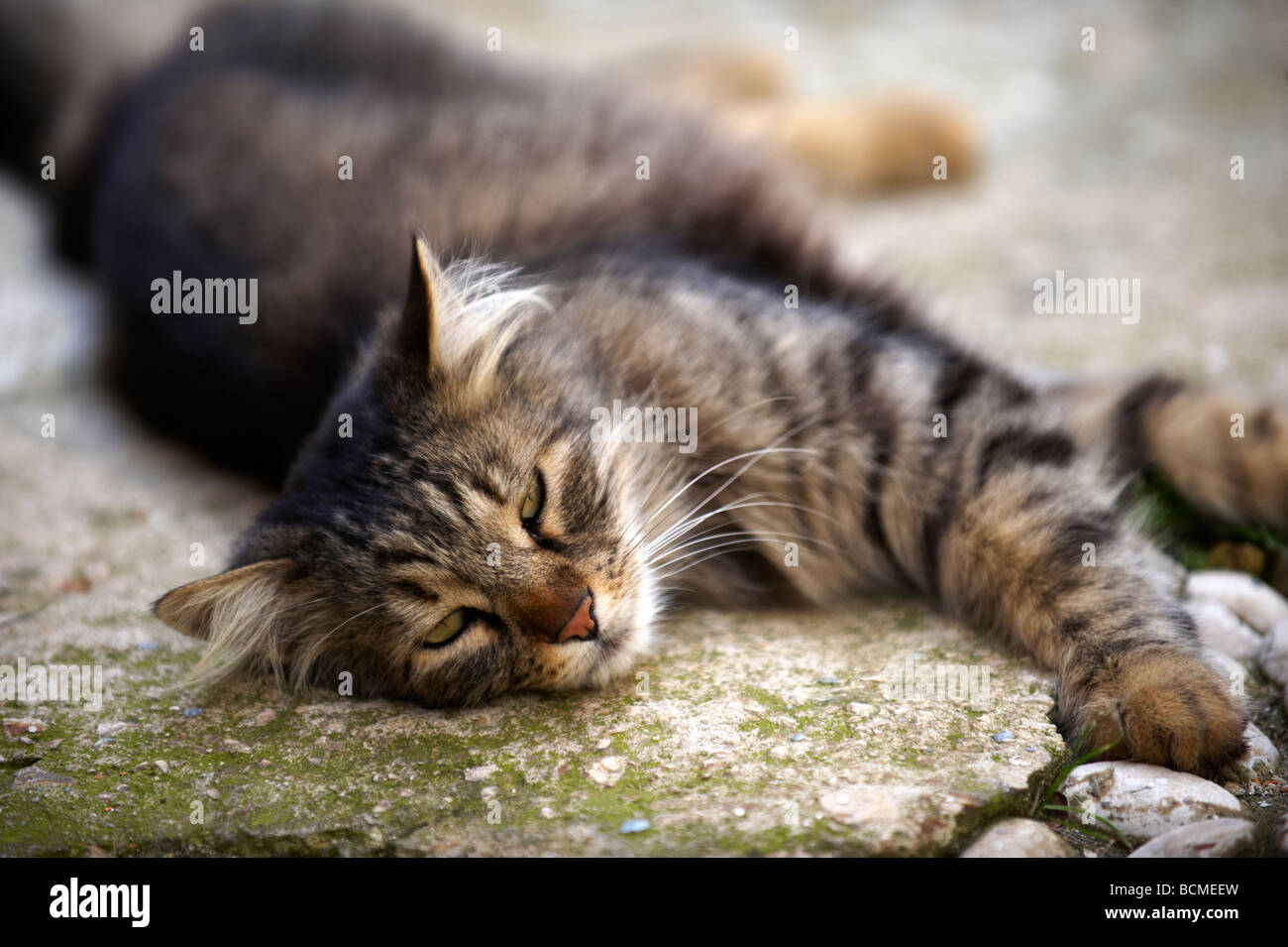 Alley Cat per le strade di Dubrovnik - Croazia Foto Stock