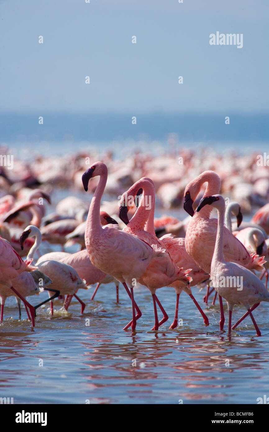 Minor fenicotteri rosa Phoenicopterus minori a Lake Nakuru Kenya Africa orientale Foto Stock