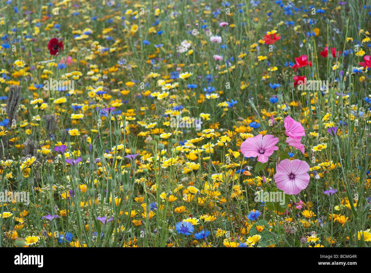 Fiori Selvatici nella campagna inglese. Inghilterra Foto Stock