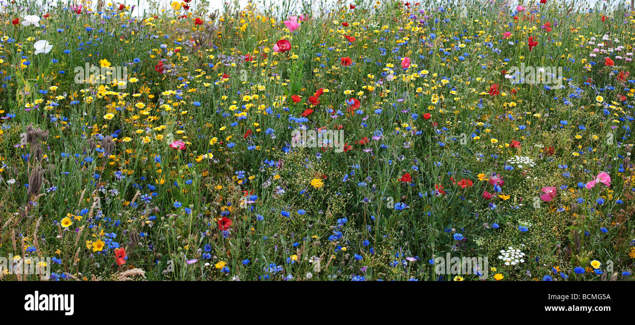 Fiori Selvatici nella campagna inglese. Inghilterra Foto Stock