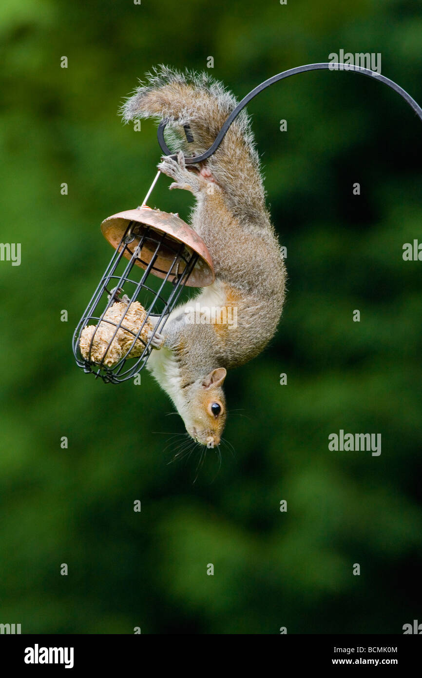 Scoiattolo grigio acrobatically appeso e alimentazione Foto Stock