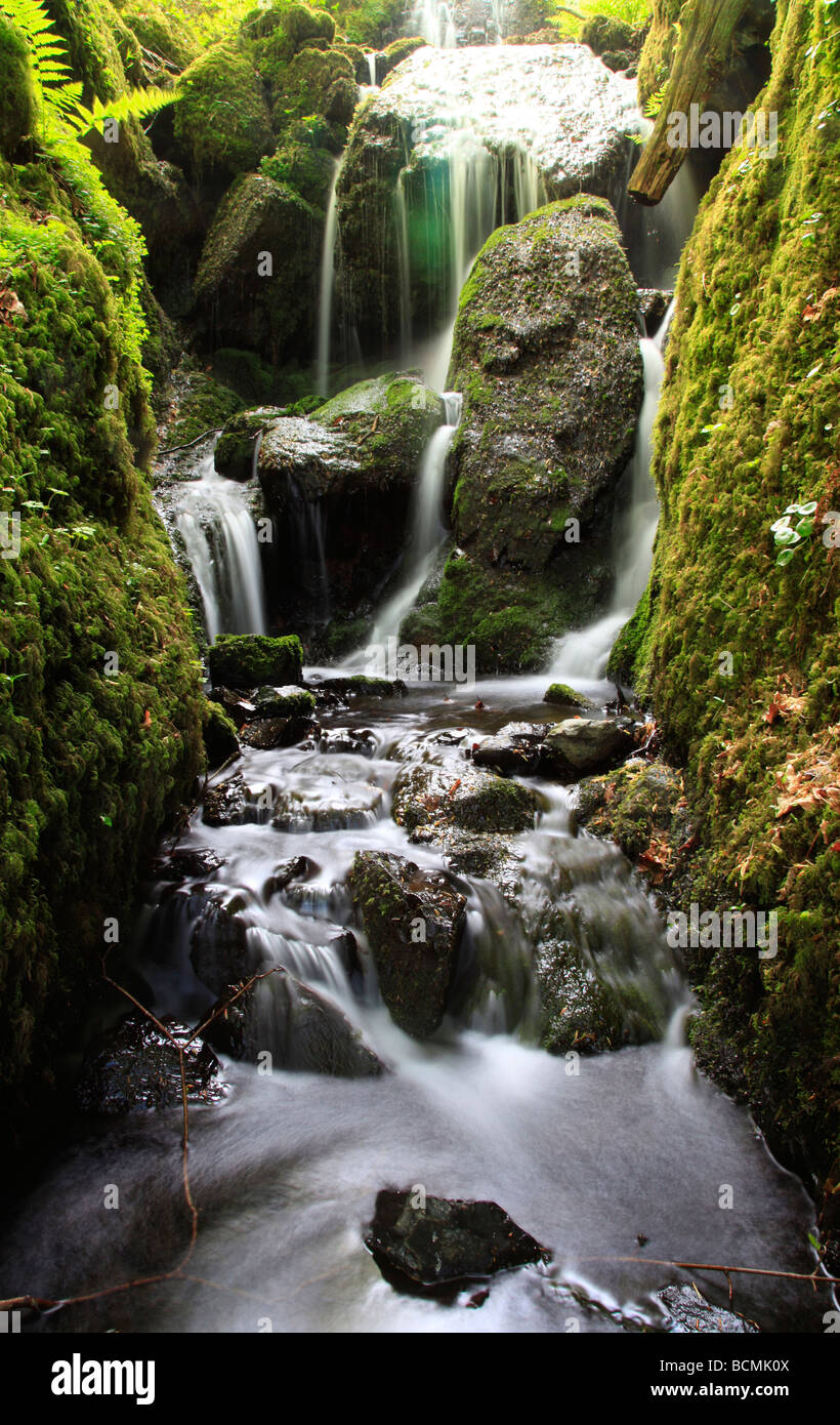 Canonteign Falls, Devon, Inghilterra Foto Stock
