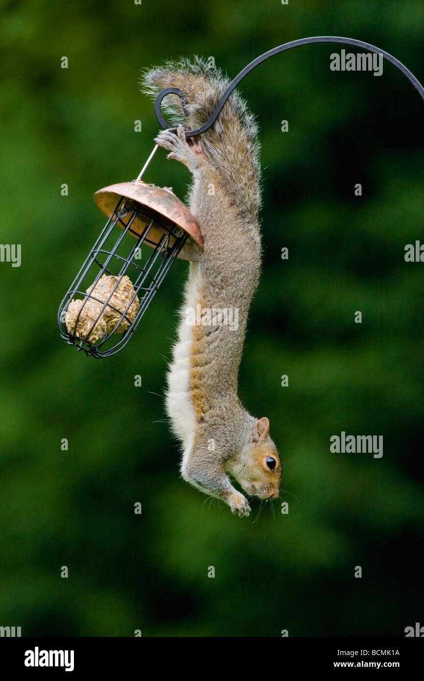 Scoiattolo grigio acrobatically appeso e alimentazione Foto Stock