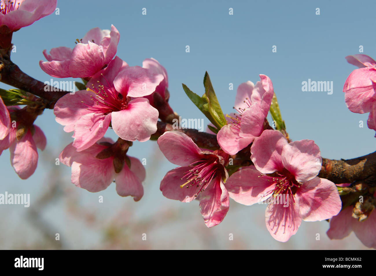 Albero di albicocche blossoms. Foto Stock