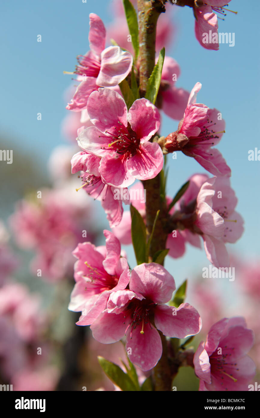 Albero di albicocche blossoms. Foto Stock