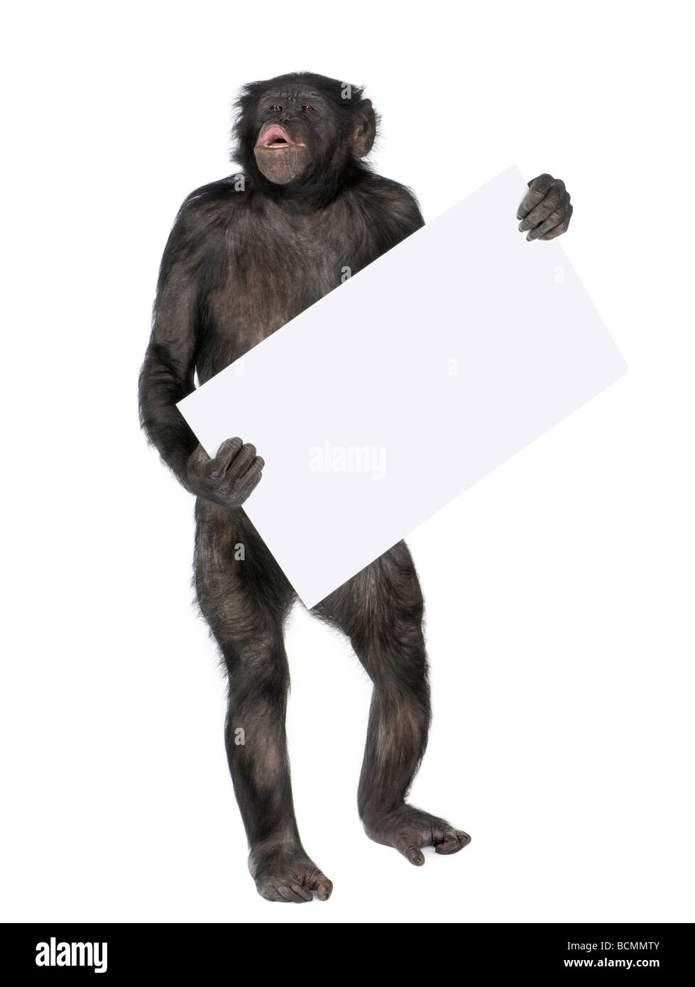 Monkey, razza mista tra scimpanzé e Bonobo, 20 anni, tenendo vuoto banner bianco e urlando Foto Stock