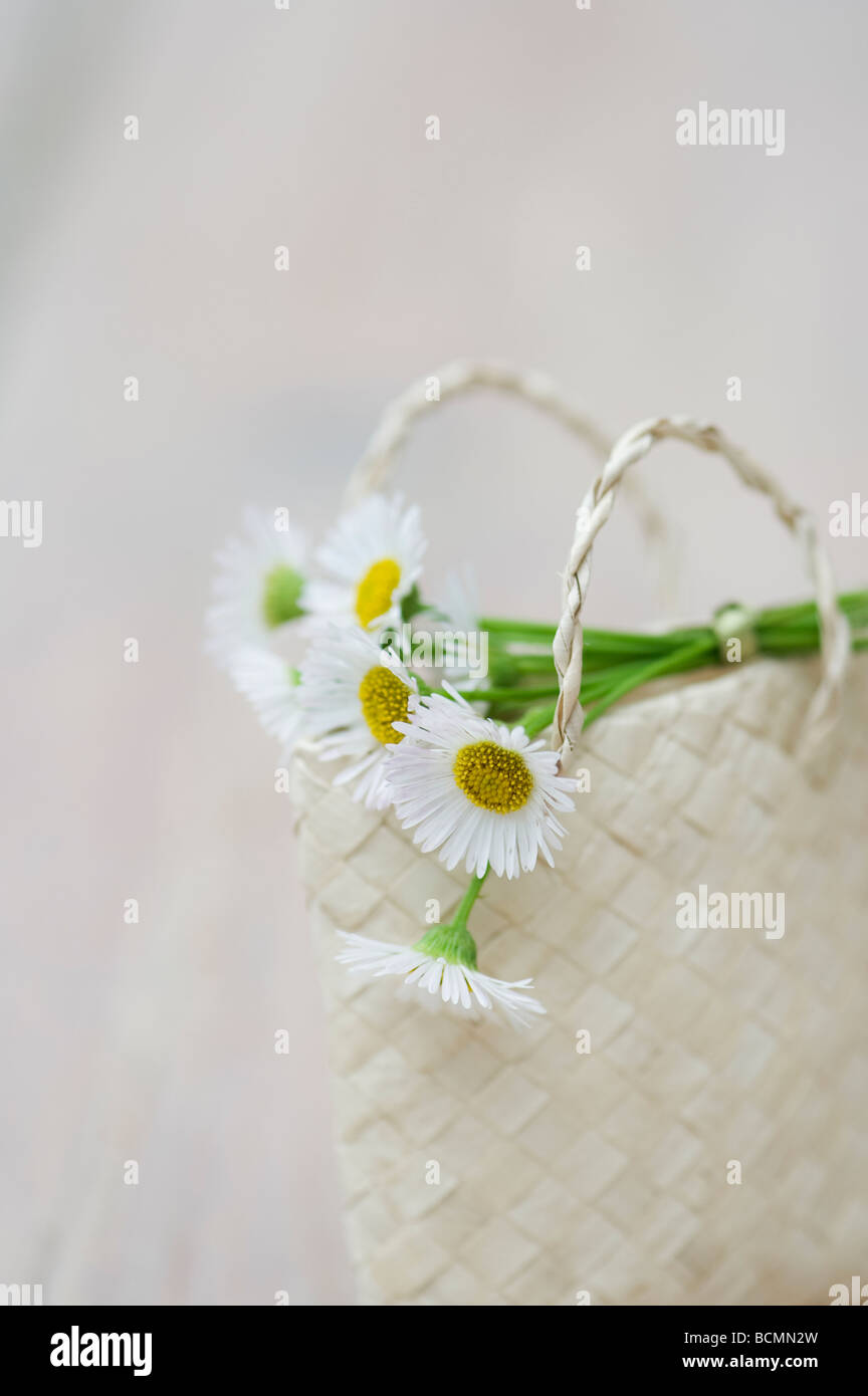 Erigeron karvinskianus. Daisy Fleabane fiori in un piccolo sacchetto di tessuto Foto Stock