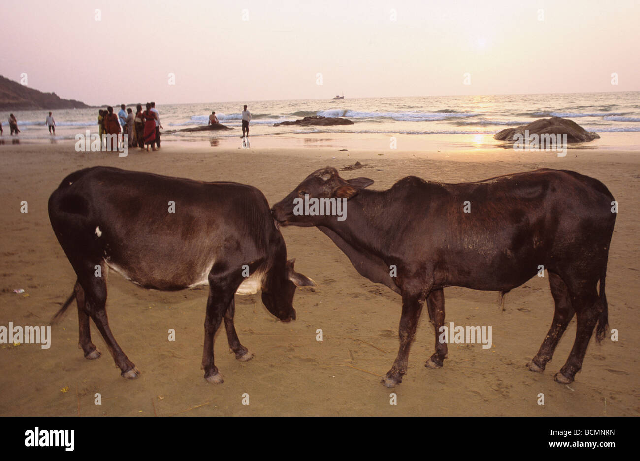 Vacche sacre sulla spiaggia durante il Festival Shivaratri Gokarna Karnataka India Foto Stock