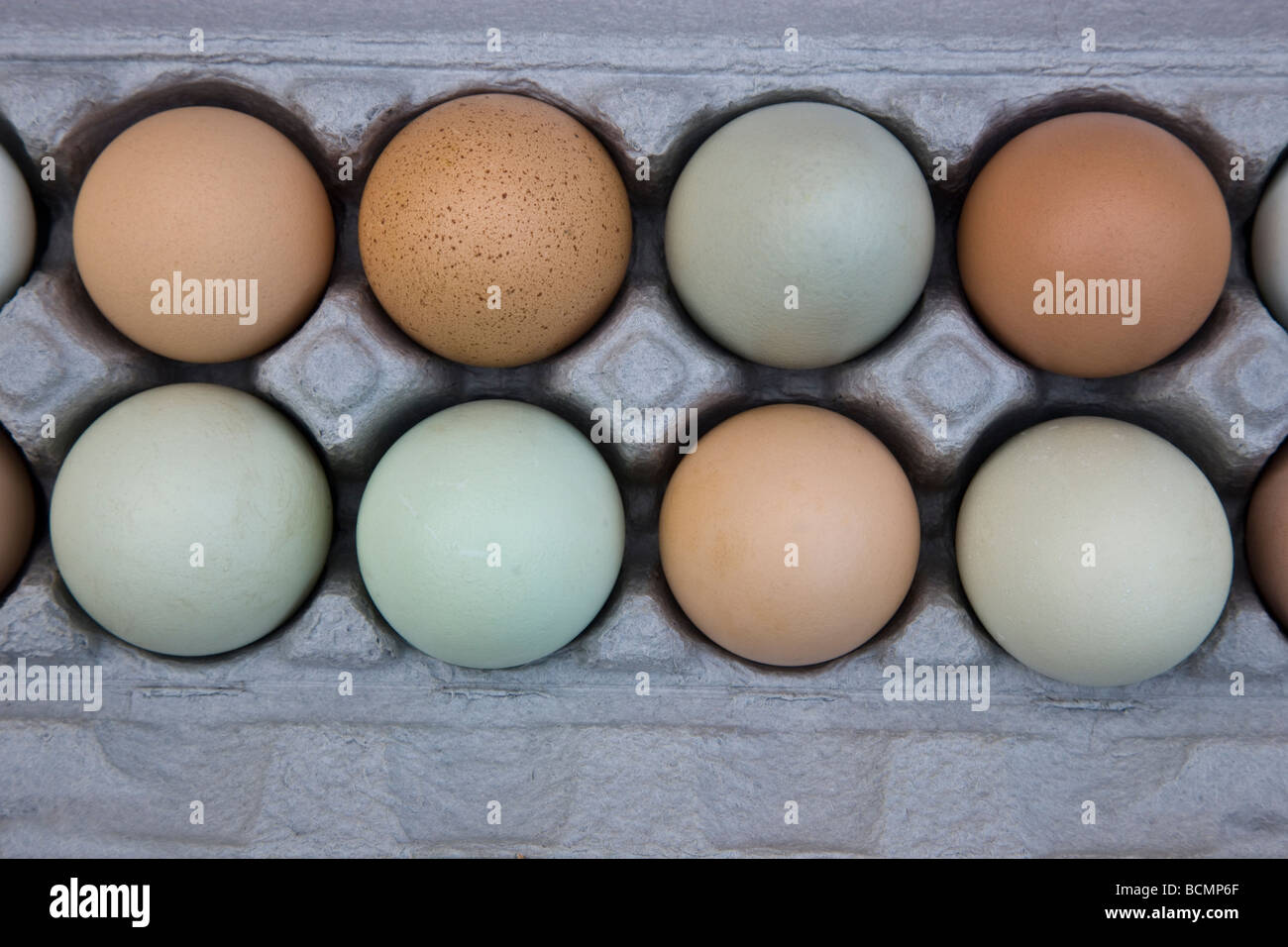 Uova di gallina, colori naturali in cartone. Foto Stock