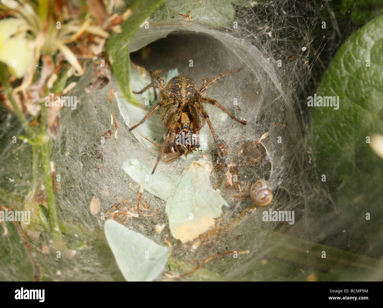 Labirinto Spider uccidere un flying ant su un tappeto di piccole emerald moth ali in ingresso sul web Foto Stock