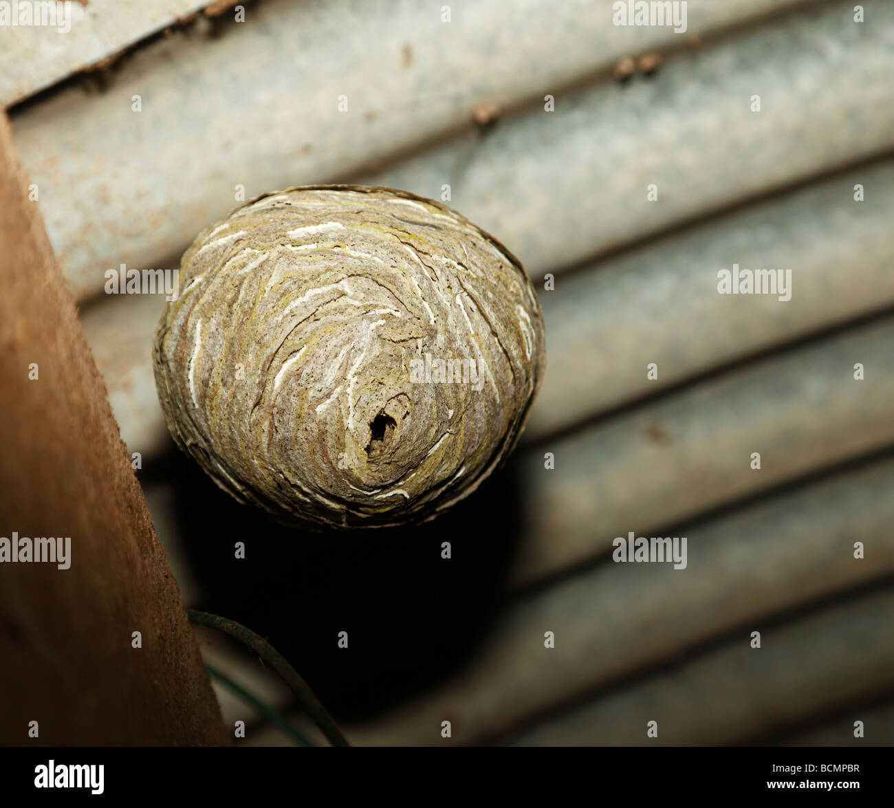 Nido di vespe Foto Stock