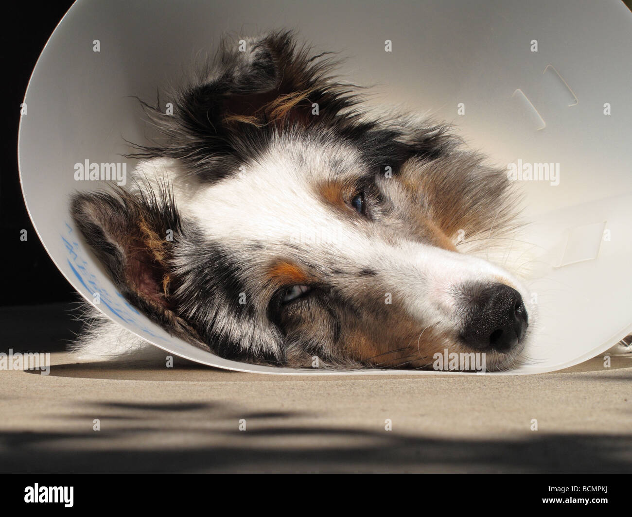 Sheltie cucciolo indossando il collare dopo la chirurgia. Foto Stock