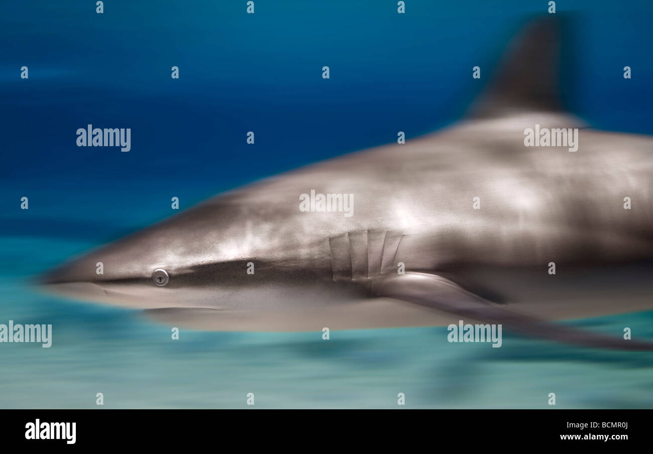 Bronze whaler shark Foto Stock