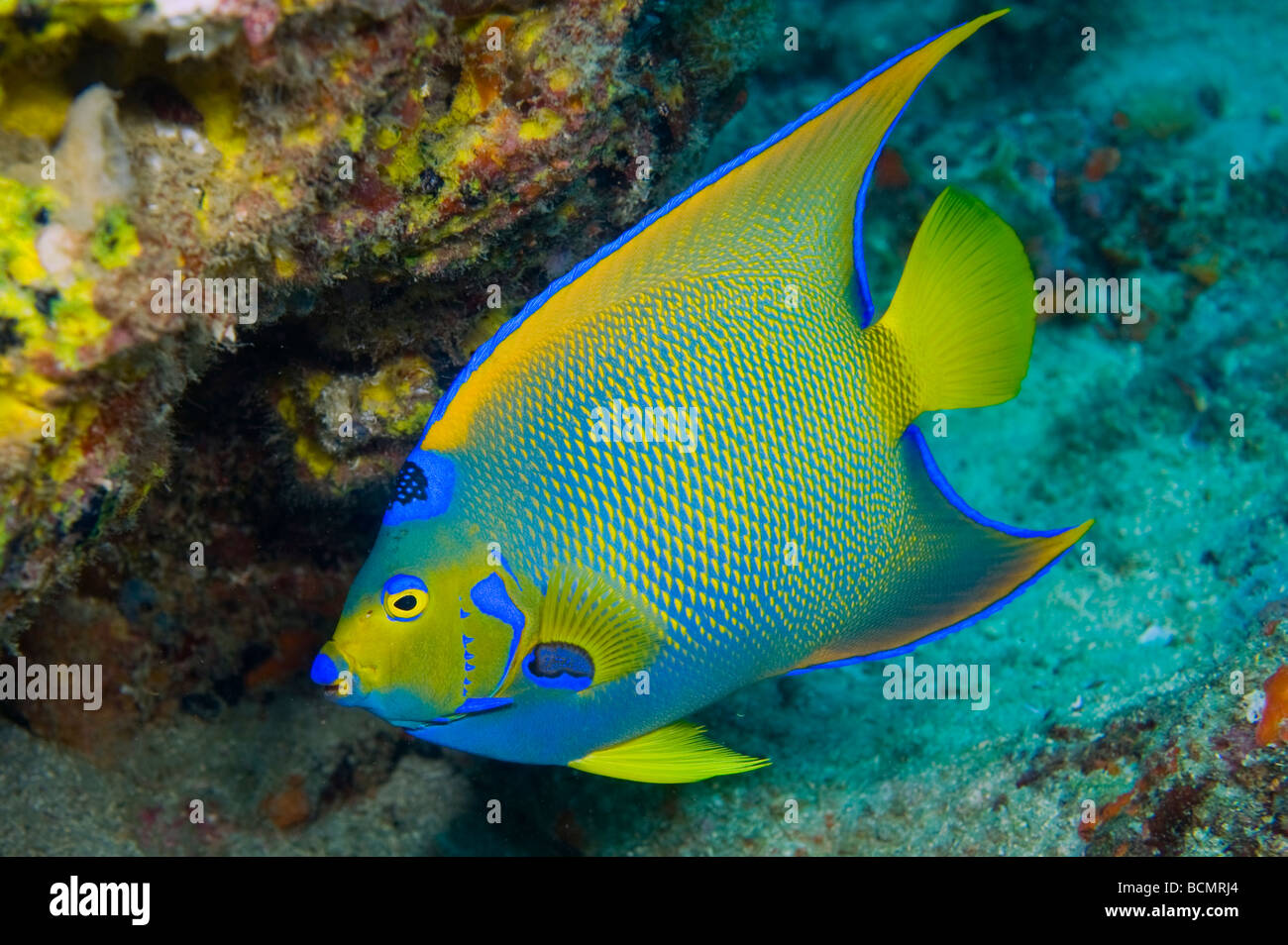 Regina Angelfish (Holacanthus ciliaris) fotografata al Breakers Reef in Palm Beach, FL Foto Stock