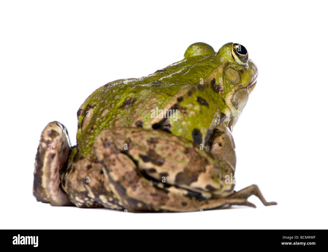 Vista posteriore di una rana verde, Rana esculenta, di fronte a uno sfondo bianco, studio shot Foto Stock