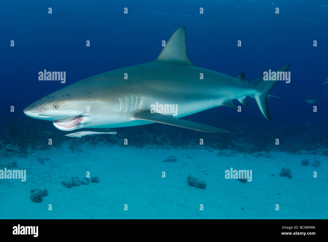 Caribbean Reef Shark Foto Stock