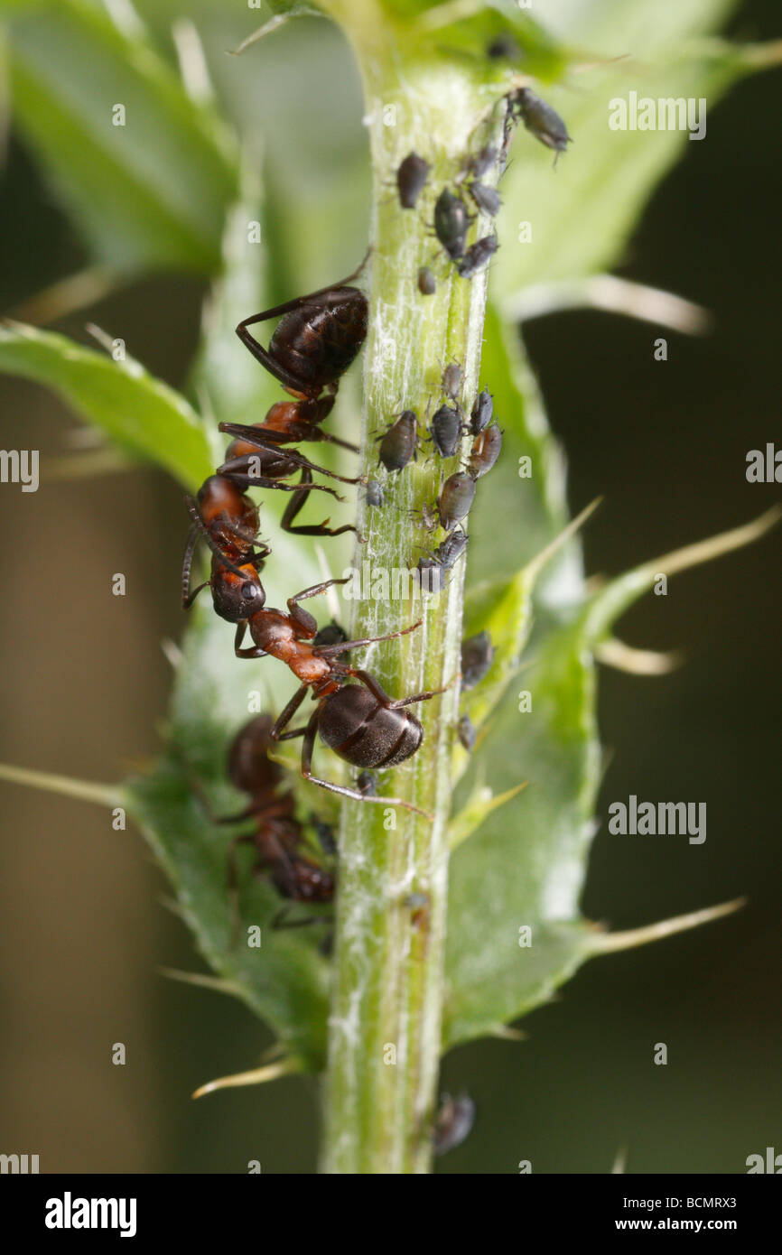 Cavallo formiche difendere gli afidi. Foto Stock