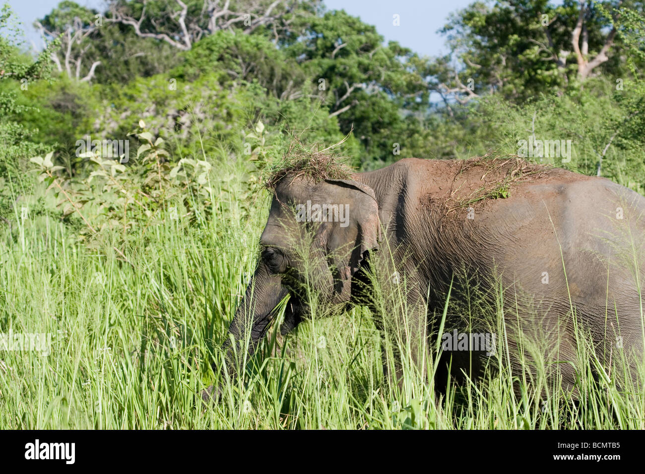 Un elefante lanci erba essiccata sulla sua testa per ombra stesso dal sole all'Uda Walawe NP, Sri Lanka Foto Stock