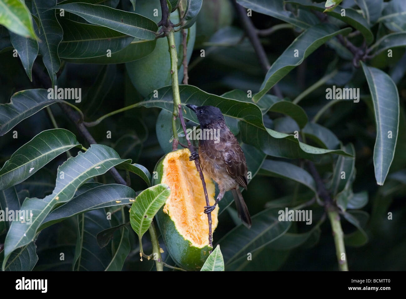 Rosso-sfiatato Bulbul (Pycnonotus cafer) mangiando un mango Foto Stock