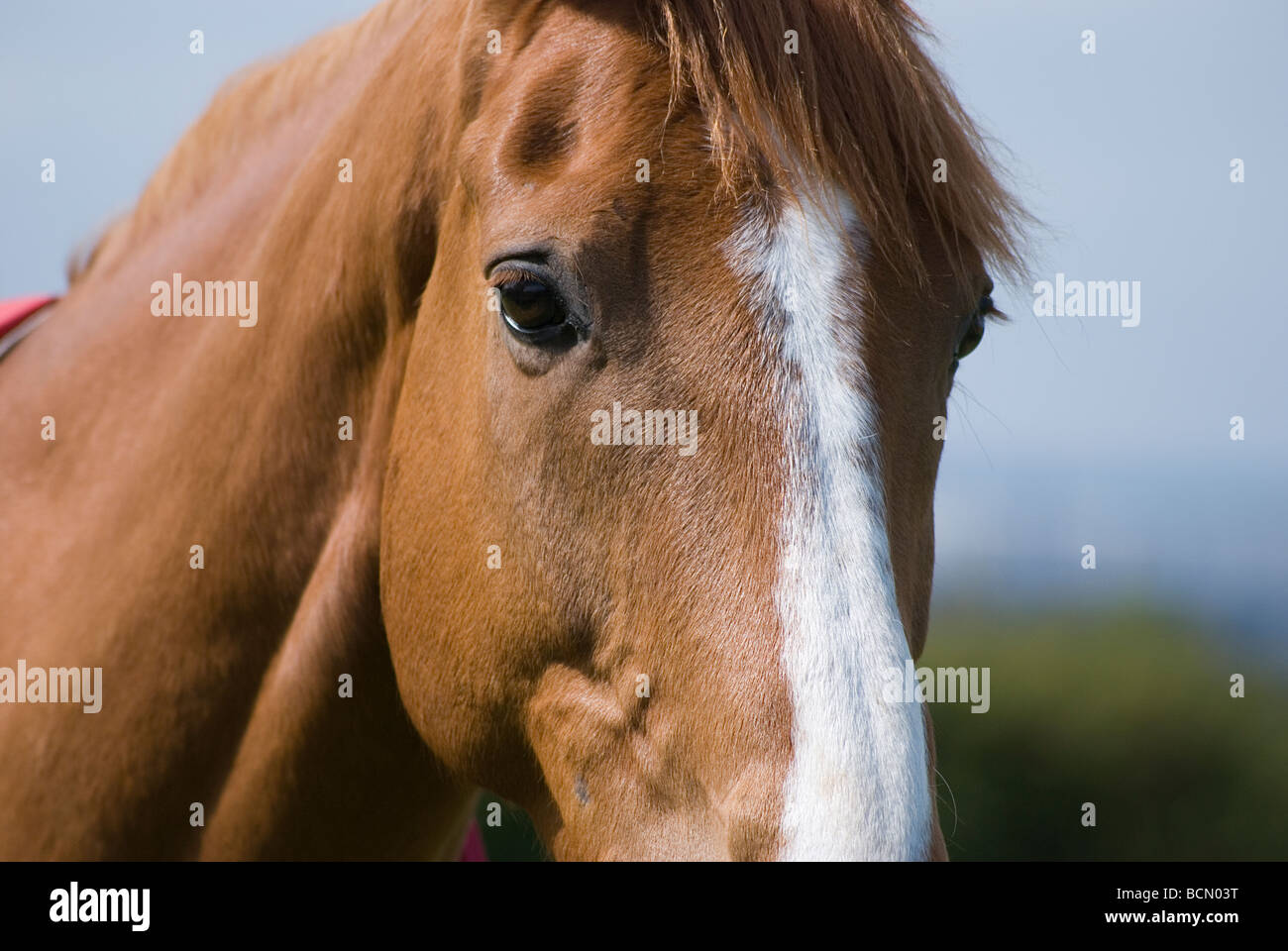 Cavallo di castagno closeup faccia con blaze Foto Stock