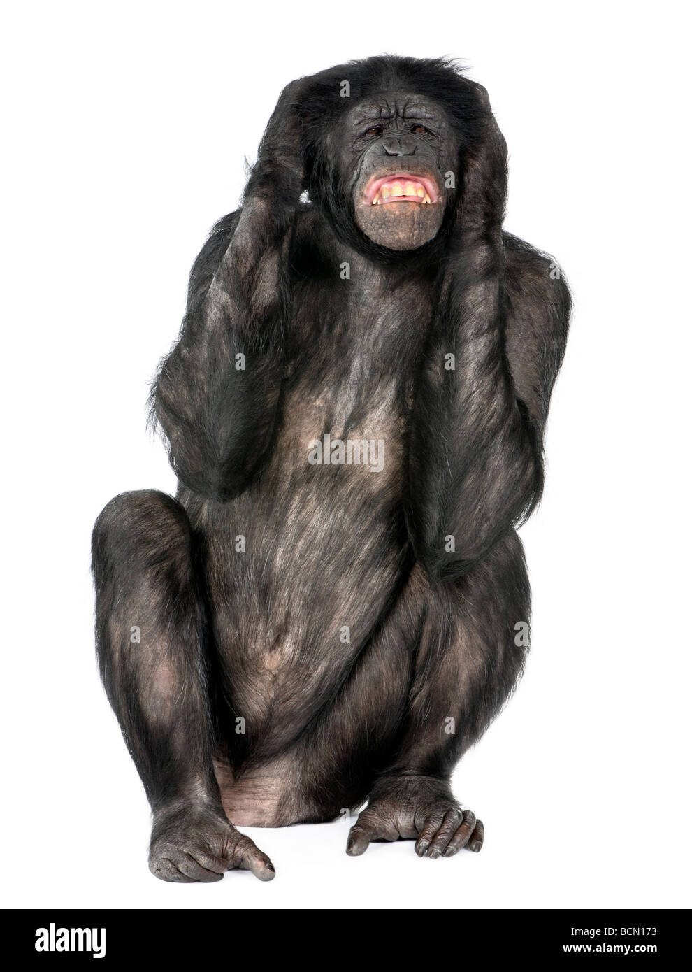 Non sento di scimmia, di razza mista tra scimpanzé e Bonobo, 20 anni, di fronte a uno sfondo bianco Foto Stock