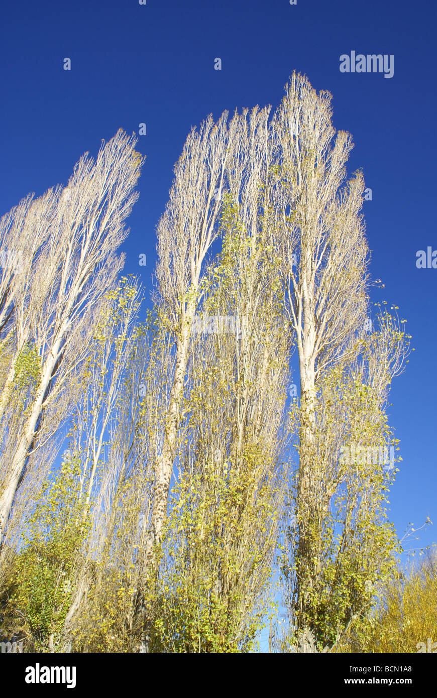 Bianco di alti alberi di pioppo tendere verso il cielo, Tashkurgan tagiko contea autonoma, Kashgar Prefettura, Xinjiang autonoma Uigura Foto Stock