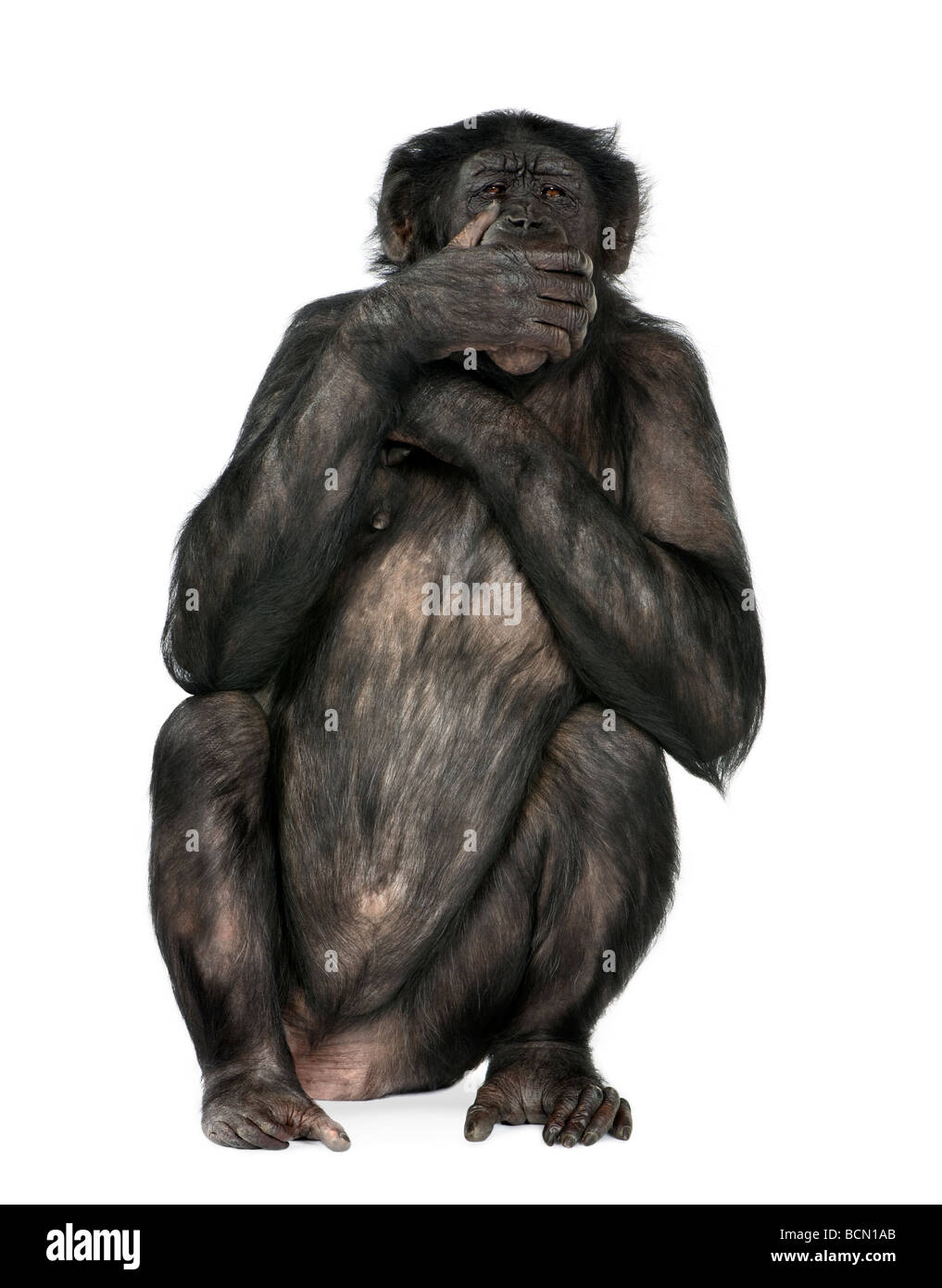 Non parlo di scimmia, di razza mista tra scimpanzé e Bonobo, 20 anni, di fronte a uno sfondo bianco Foto Stock