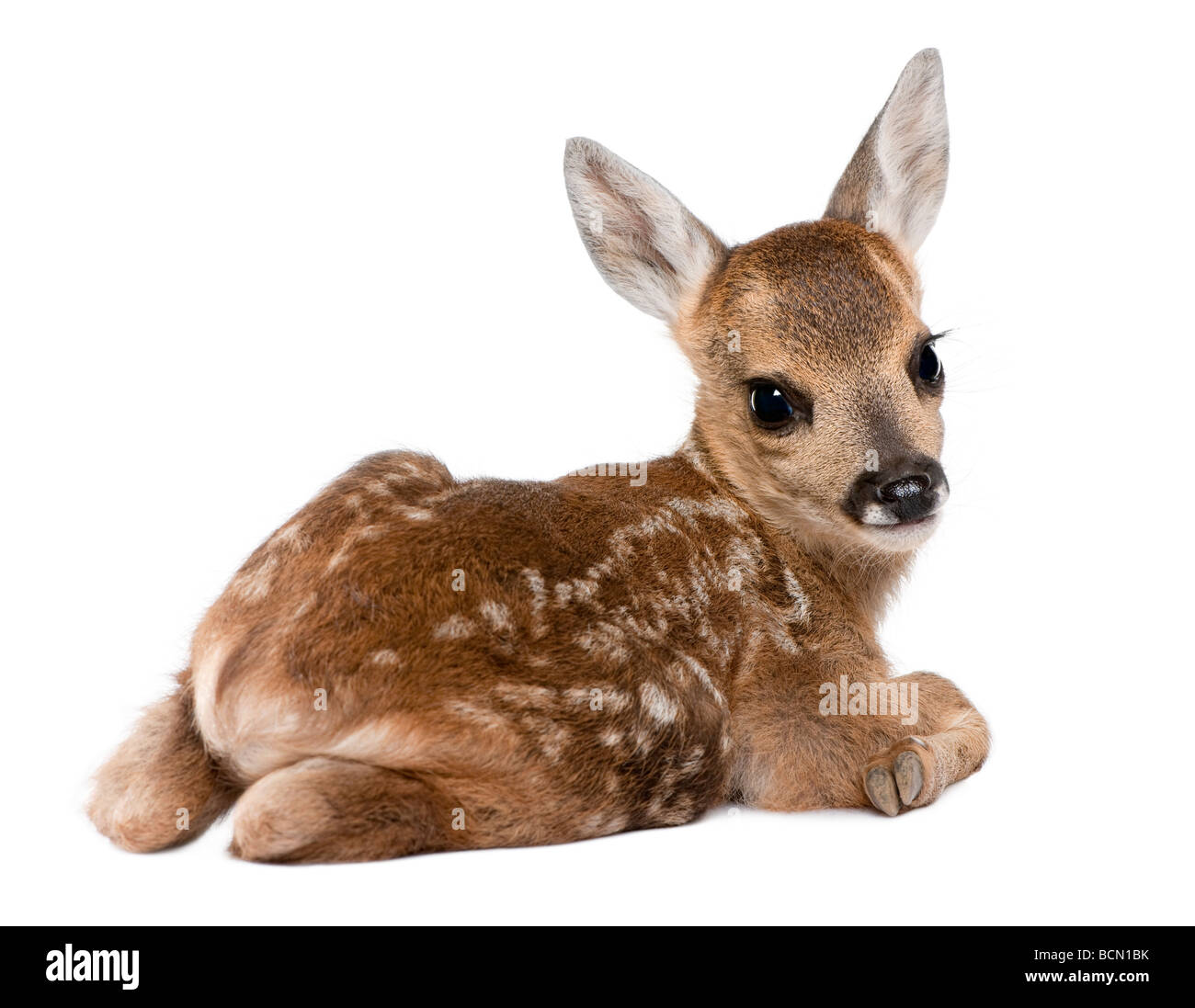 Il Roe Deer Fawn, Capreolus capreolus, 15 giorni, di fronte a uno sfondo bianco, studio shot Foto Stock