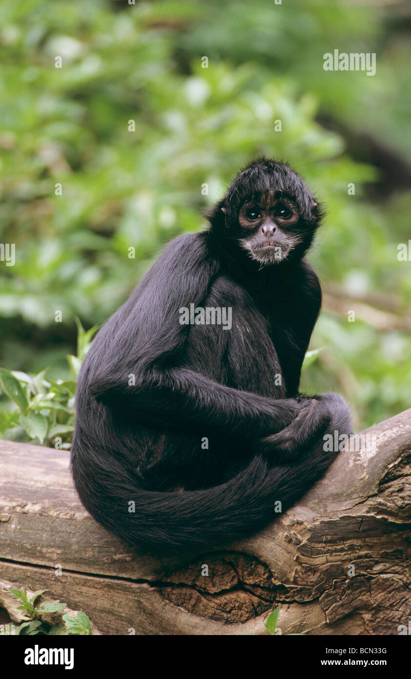 Black spider monkey - seduta sul tronco di albero / Ateles Foto Stock