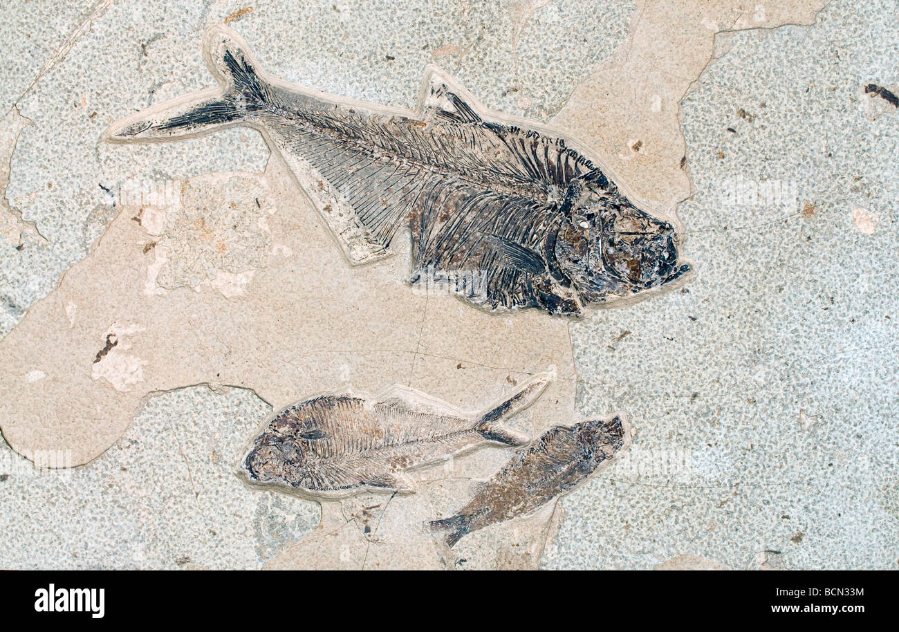 Pesci fossili Dyplomystus dentatus, due più grandi e più piccoli Knightia eocaena in basso a destra del fiume Verde formazione Wyoming Foto Stock