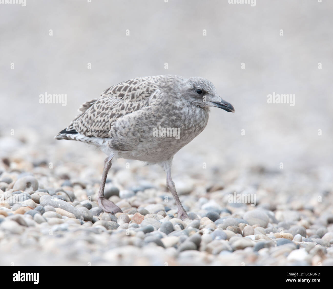 Aringhe giovani Gabbiano Foto Stock