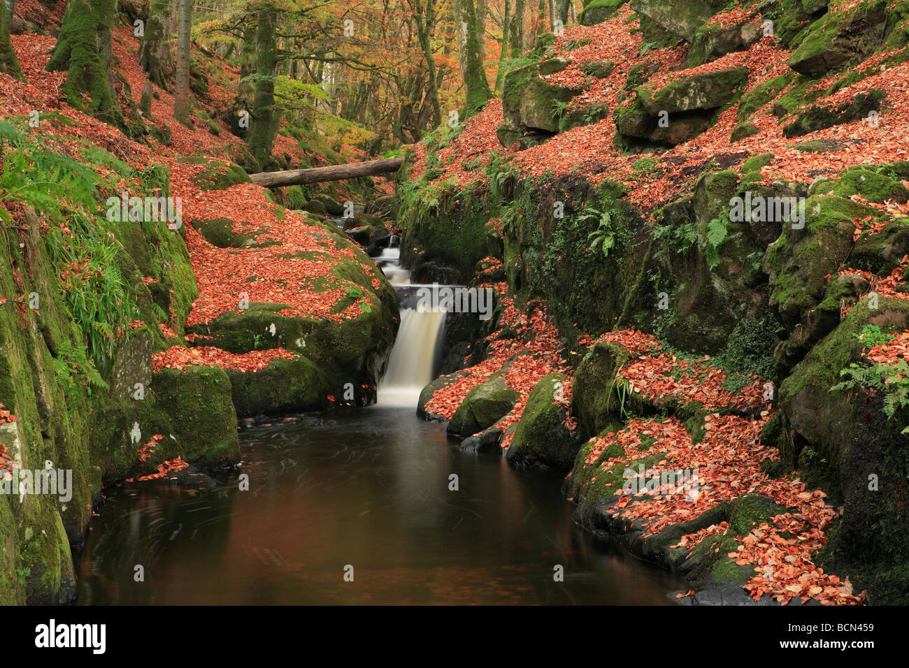 La cascata nel bosco di faggi in autunno in Irlanda Foto Stock