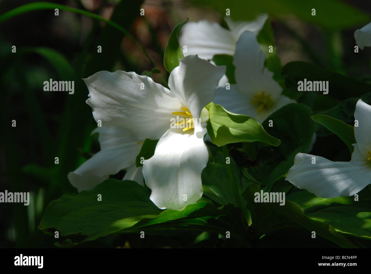 Un trilliium, il lungo tempo di provinciale inizio primavera fiorisce fiore della provincia di Ontario Canada Foto Stock