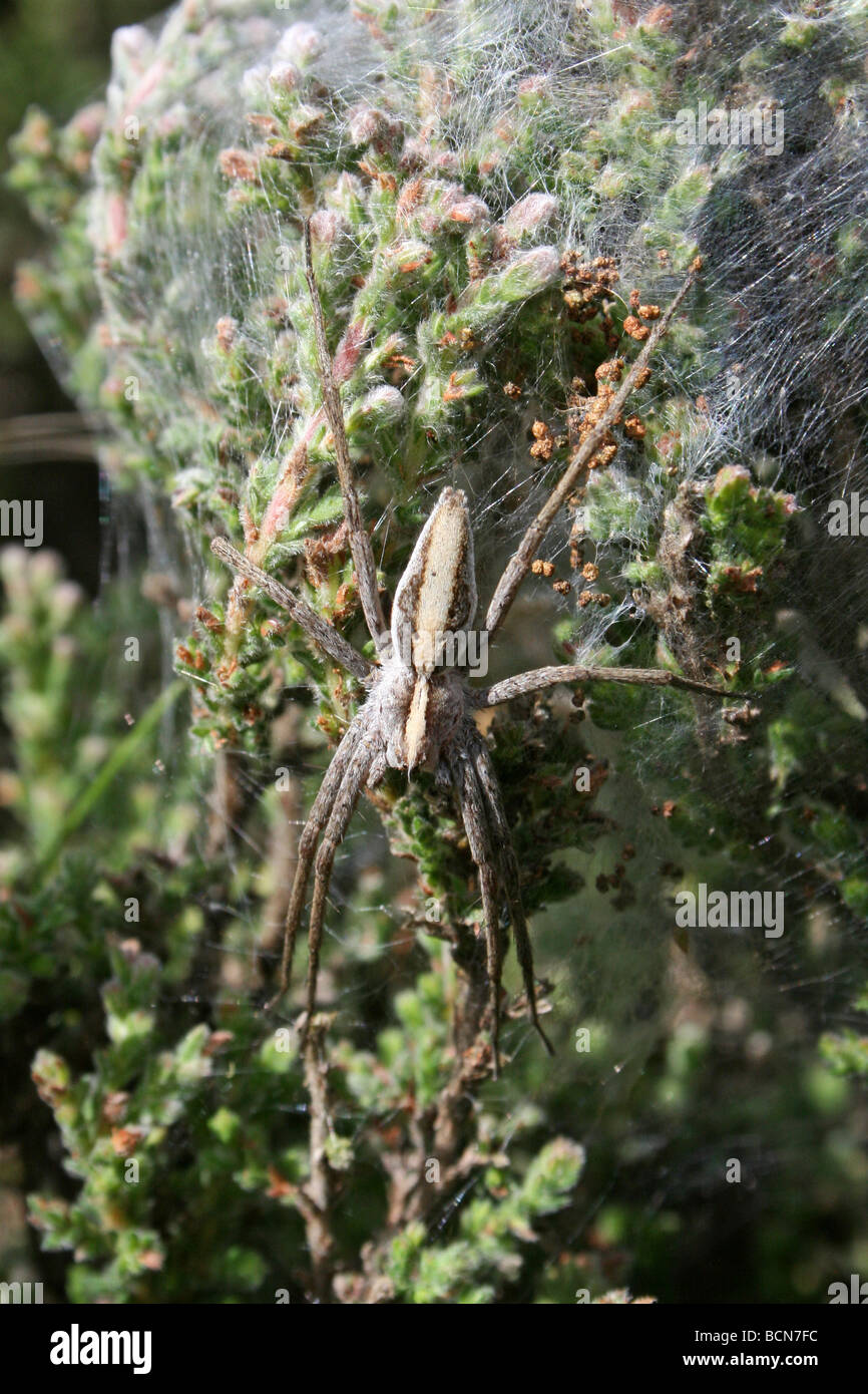 Vivaio femmina-web spider Pisaura mirabilis custodendo il suo Silken tenda del Spiderlings Cannock Chase, England, Regno Unito Foto Stock